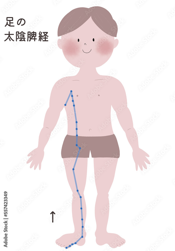 足の太陰脾経の流注を男性の身体で表したイラスト 足の太陰脾経の流注を男性の身体で表したイラスト