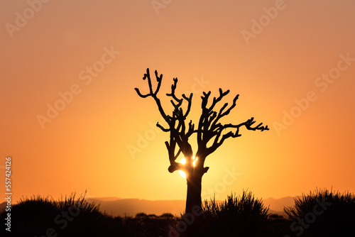tree silhouette during stunning cloudless colorful sunset
