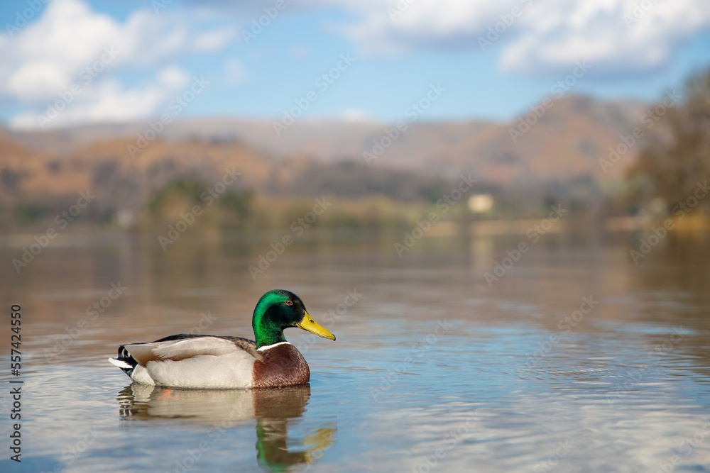 Fototapeta premium Beautiful Mallard duck on a calm lake
