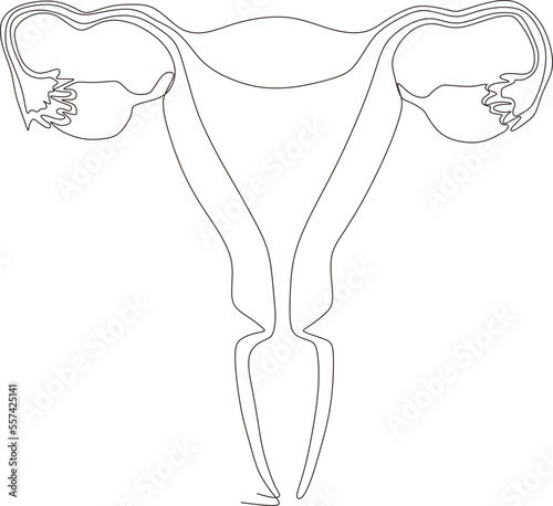 continuous line art drawing of female reproductive uterus