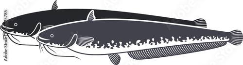 European  catfish logo. Isolated catfish on white background photo
