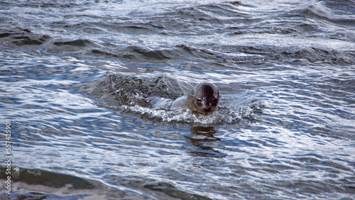 Antarctic fur seal (Arctocephalus gazella) swimming off the beach at the old whaling station at Stromness, South Georgia Island