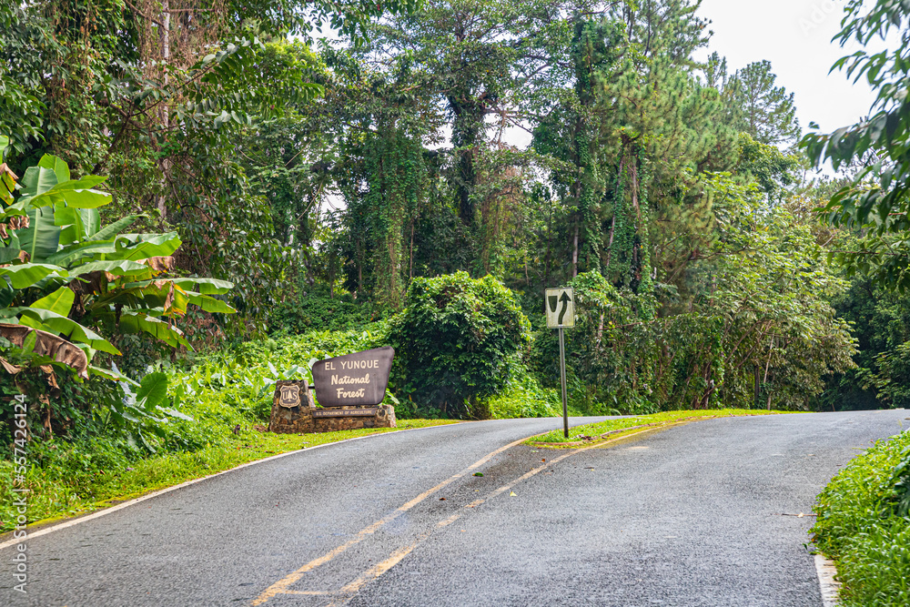 road in el yunque national rain forest
