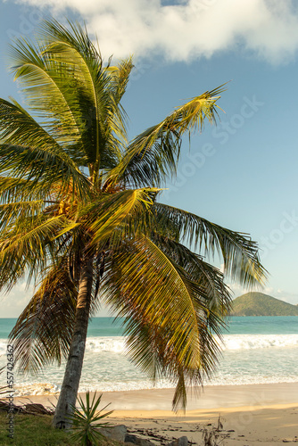 palm tree on the beach