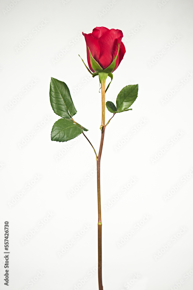 Valentine's Day. Flowers composition. frame made of rose flowers, background. Valentine's Day. Flowers composition. frame made of rose flowers, background.