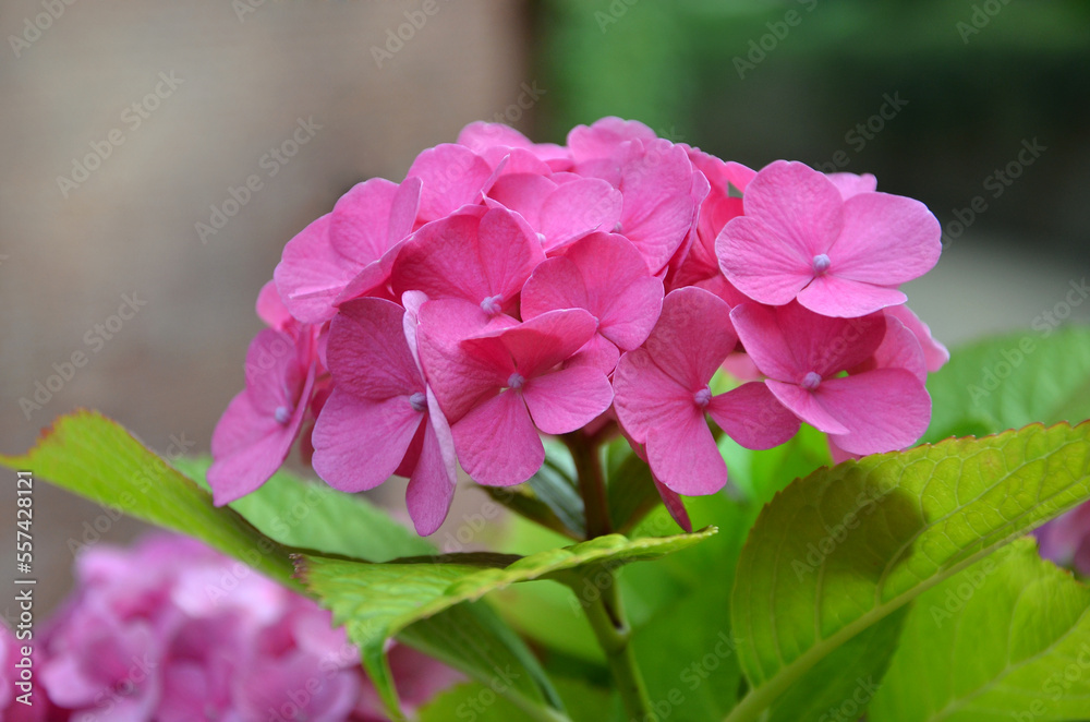 Close up of bright pink hydrangea macrophylla flowers in bloom. Cultivated flowers and bushes , landscaping concept..Free copy space Close up of bright pink hydrangea macrophylla flowers in bloom. Cultivated flowers and bushes , landscaping concept..Free copy space