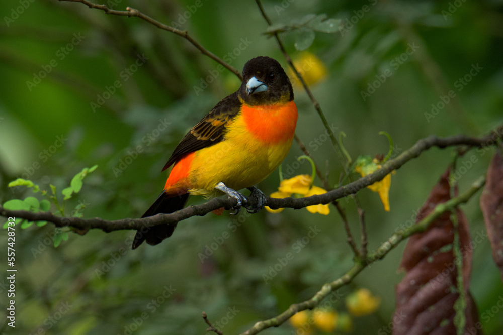 Colourful tropical bird.
Flame-rumped tanager
(Ramphocelus flammigerus).

The female with her beautiful orange and yellow hues, and the male with his black and red plumage.