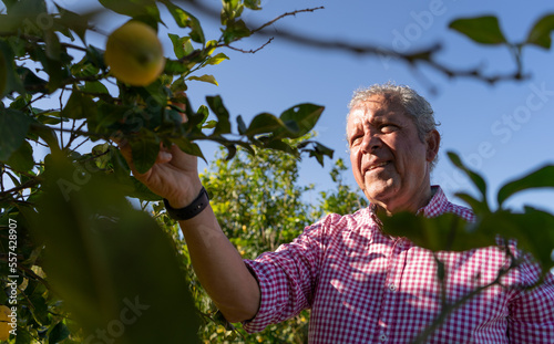 Older farmer collects lemons with denomination of origin from Murcia. Murcia orchard. Subjective view of a lemon. Lemon season concept
