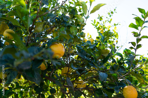 Lemon tree with denomination of origin, orchard of Murcia. Lemon tree full of lemons and leaves on a sunny day. Spain