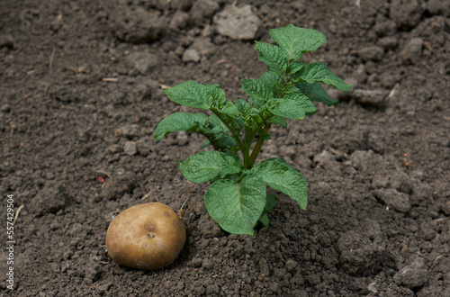 Potato plants leaves on the garden