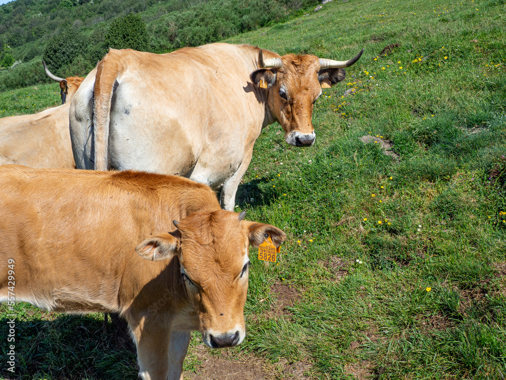 Dos vacas mirando a cámara fijamente, con cuernos, en el campo de césped verde, en Asturias, España, verano de 2021 Dos vacas mirando a cámara fijamente, con cuernos, en el campo de césped verde, en Asturias, España, verano de 2021