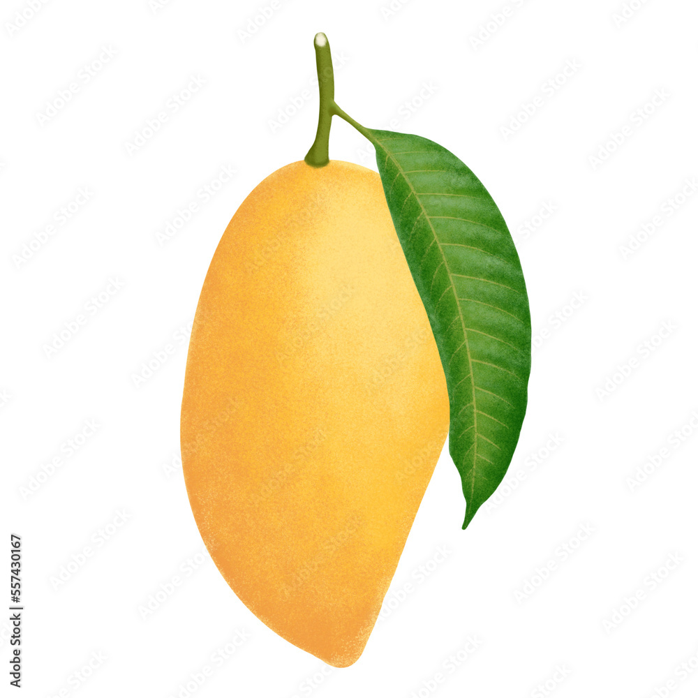 Mango fruit illustration. Mango fruit illustration.