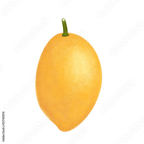 Mango fruit illustration. photo