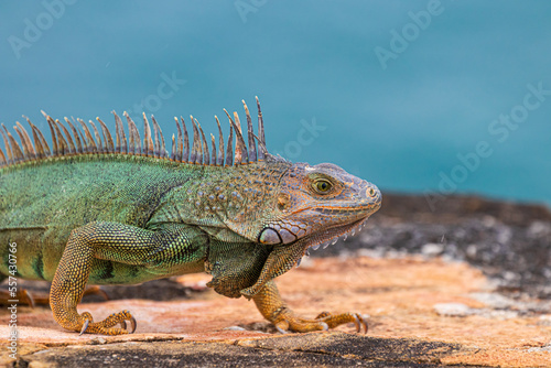 iguana on a cliff  © Denise