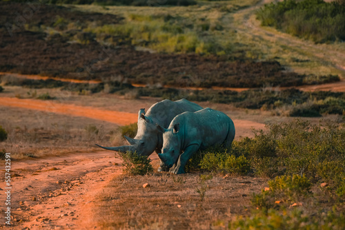 Rhino family in South Africa. Sunset safari with rhino.