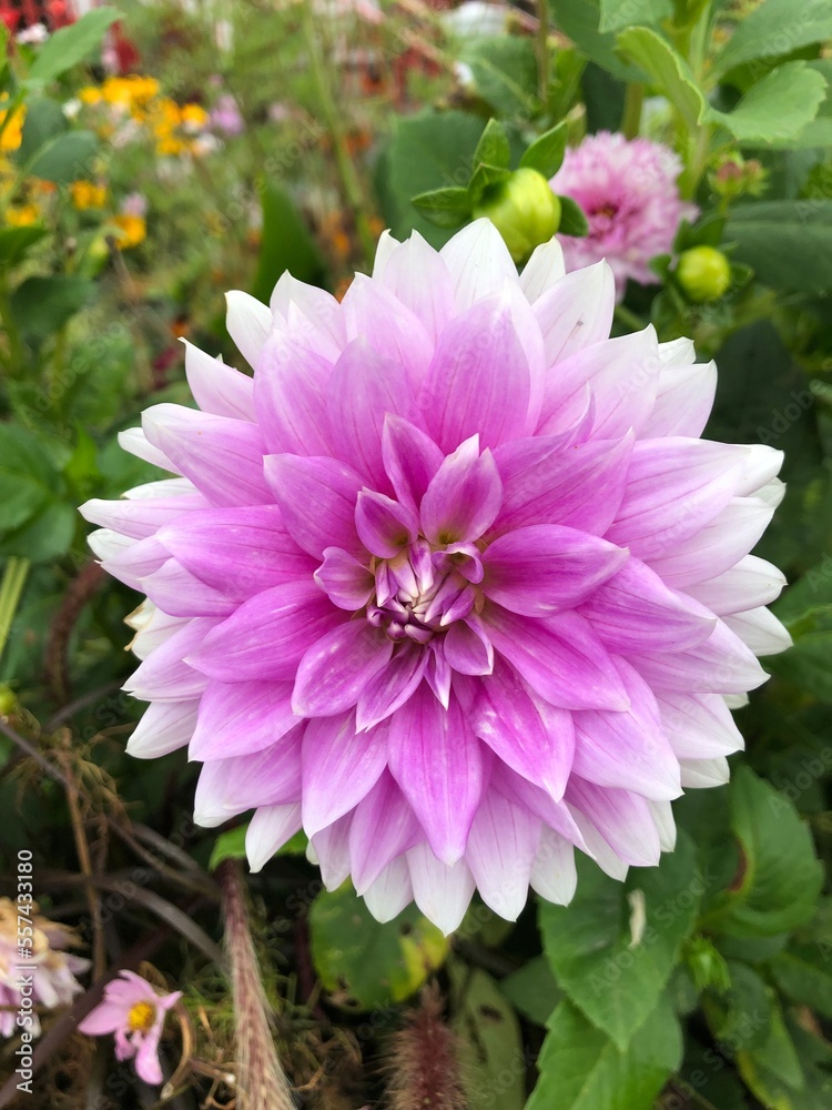 pink dahlia flower pink dahlia flower