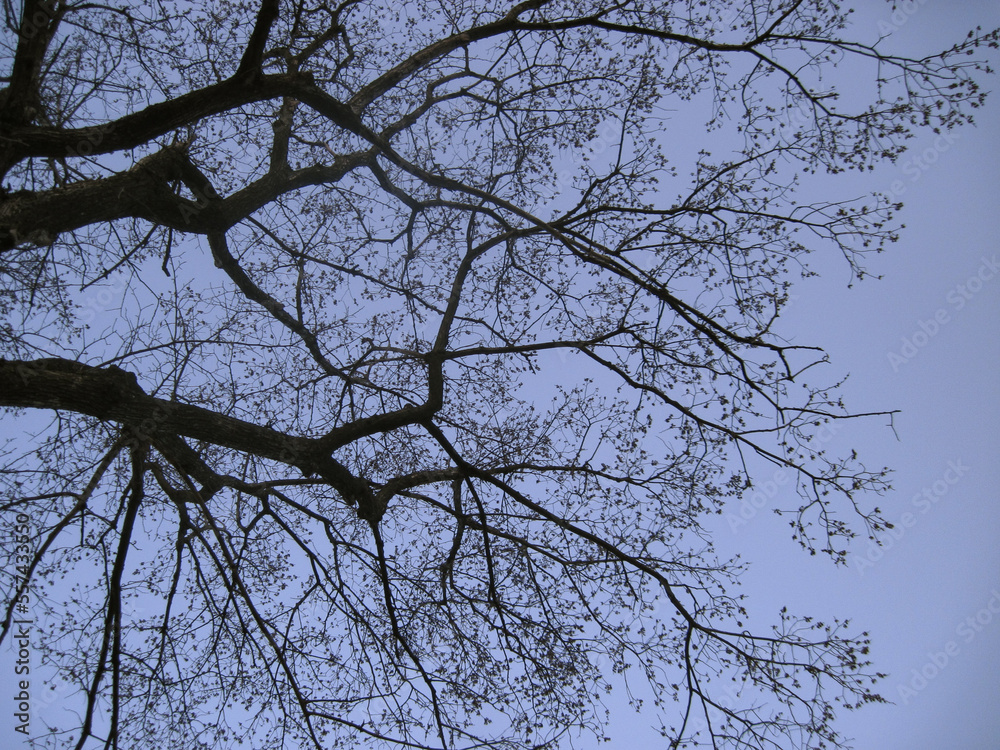Dark silhouette of tree branches on the blue sky background at spring Dark silhouette of tree branches on the blue sky background at spring