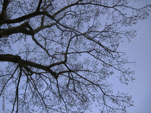 Dark silhouette of tree branches on the blue sky background at spring