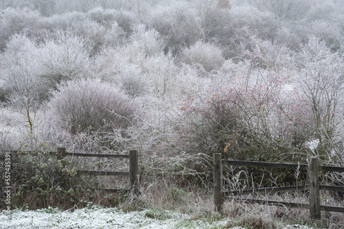 Beautiful Winter landscape image of forest in English countryside covered in hoarfrost at dawn photo