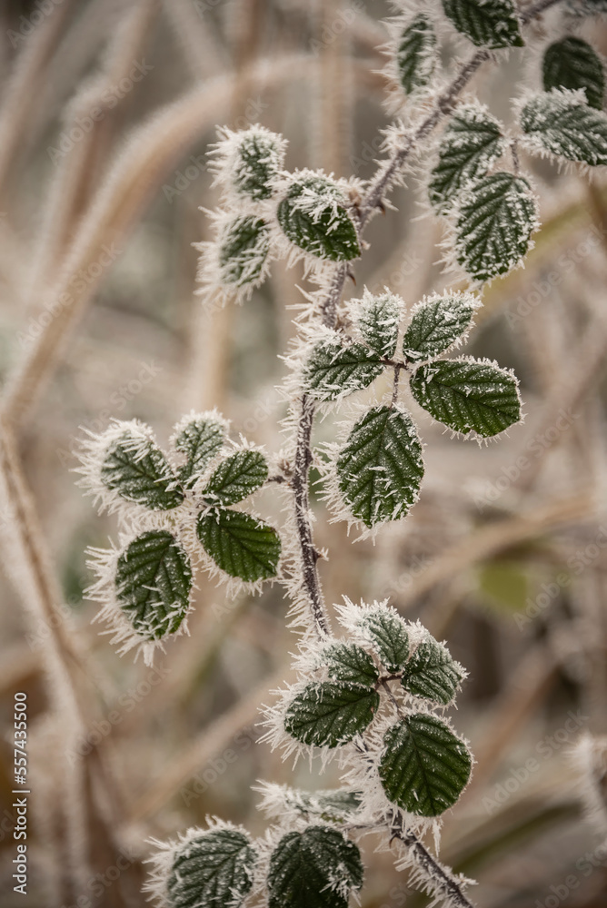 Beautiful close up Winter landscape image of frozen foliage covered in hoarfrost a dawn in English countryside