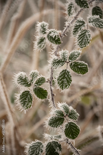 Beautiful close up Winter l...