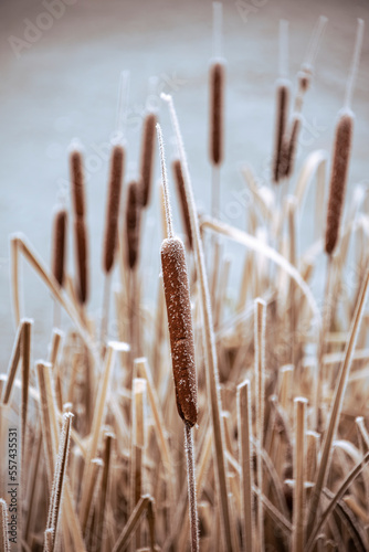 Beautiful close up Winter landscape image of frozen foliage covered in hoarfrost a dawn in English countryside photo