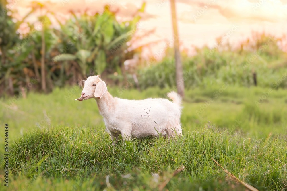 Fototapeta premium Una cabra bebe de color blanco en medio de un pastizal 