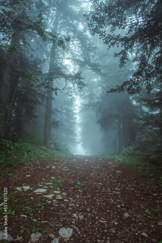 Landscape of a forest road climbing between trees in misty forest in portrait orientation