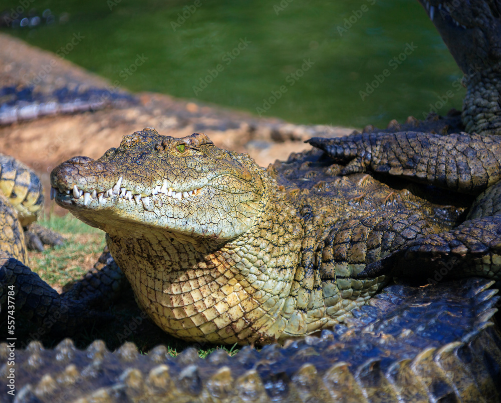 Obraz premium Wild Nile crocodile on the coastline near the water.