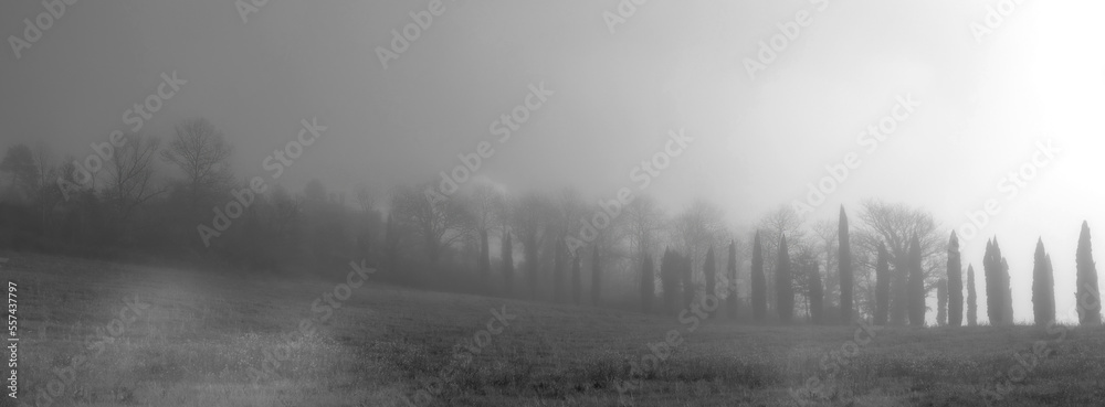 Fototapeta premium Tuscan countryside shrouded in fog, cypresses and meadow. Banner format, black and white photo.