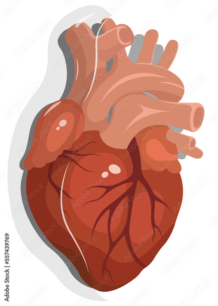 illustrazione semi realistica del cuore  - obrazy, fototapety, plakaty 
