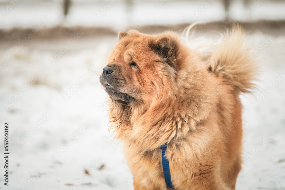 Portrait of a beautiful pony dog Chow Chow Sunshi Quan in a winter park.