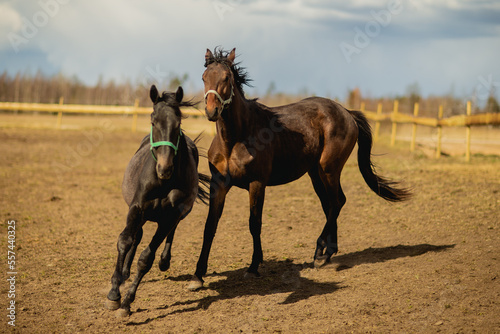 Two dark pure breed horses running side by side outside the ranch in autumn