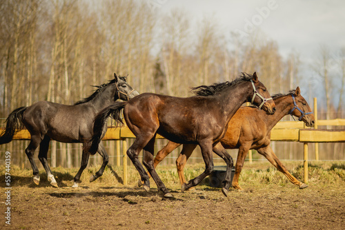 Three stallions running around in spring at field