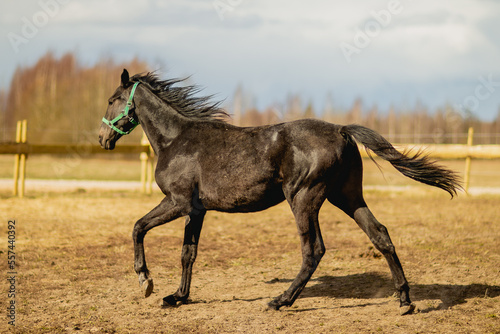 Left side of black royal pure breed horse strotting on ranch with green horse harness