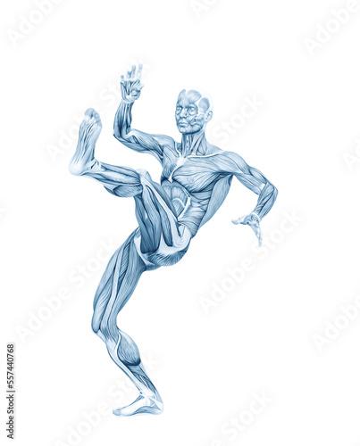average man muscle maps is kicking up © DM7