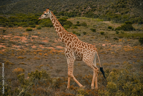 Amazing giraffe walking across the African savannah