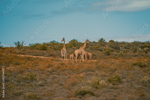 Amazing giraffe group walking across the African savannah