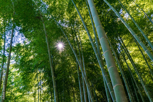 Fototapeta Naklejka Na Ścianę i Meble -  木漏れ日が差し込む京都の嵐山の竹林