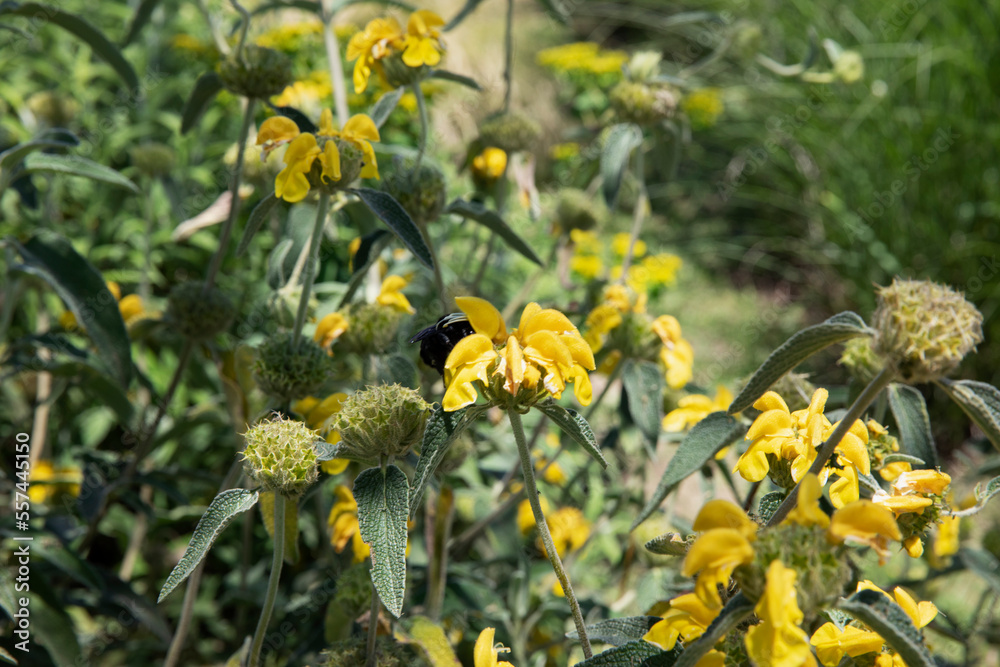 Ecosystem garden. Closeup view of a black bumblebee pollinating a Phlomis fruticosa, also known as Jerusalem sage, yellow flower. Beautiful leaves foliage texture, color and pattern.