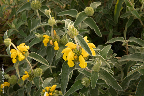 Floral. Closeup shot of Phlomis fruticosa, also known as Jerusalem sage, beautiful green leaves and flowers of yellow petals spring blooming in the garden.