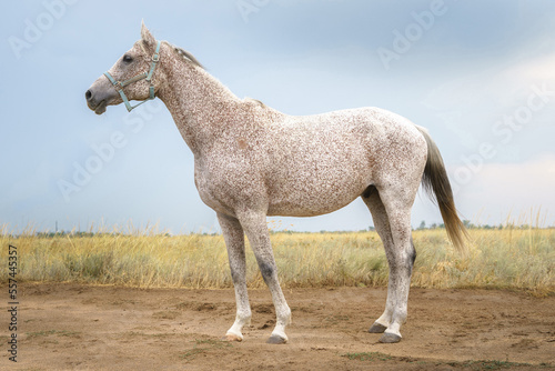 Portrait of flea biten gray Arabian thoroughbred horse © Polina