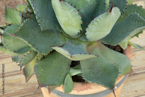 Exotic flora. Succulent plants. Closeup view of an Agave potatorum, also known as Blue Rose, beautiful rosette of blue leaves with thorns and a long needle in the leaf top, growing in a pot. photo