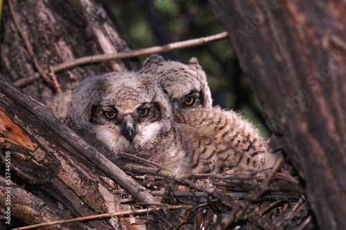 Juvenile Great Horned Owls in a nest in a tree in the Malheur Wildlife Rufuge near Burns, Oregon. photo