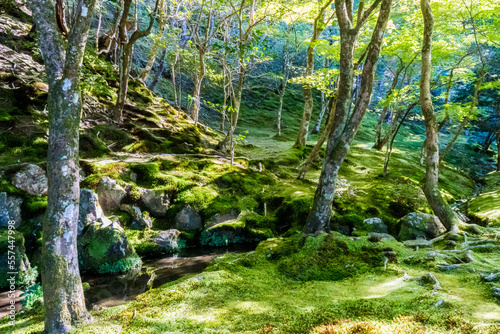 Fototapeta Naklejka Na Ścianę i Meble -  苔むした美しい日本庭園の風景