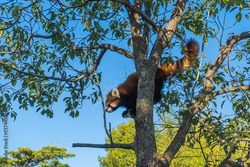 動物園の木に登る可愛いアライグマ
