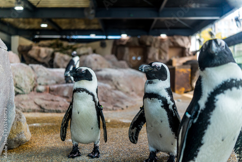 京都水族館で暮らす可愛いペンギン