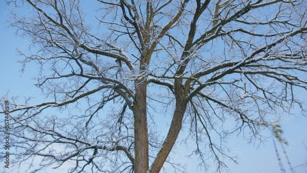 snow covered acacia tree in winter snow covered acacia tree in winter