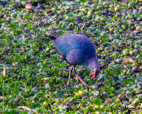 Foto A purple swamphen