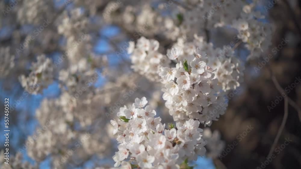 晴れた日に風に揺れる桜の花 晴れた日に風に揺れる桜の花